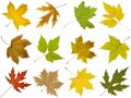 Collection of different autumn leaves of maple tree