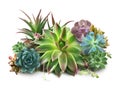 Collection of different beautiful succulents on white background