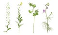 Collection of different beautiful wild plants on white background Royalty Free Stock Photo
