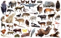 animal collection asia Royalty Free Stock Photo