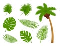 Collection of different botanical, tropical leaves, coconut palm. Design elements on the theme of summer, tropics, vacation.