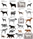 Collection of different breeds of dogs