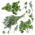 Collection of different bundles of herbs. Hand drawn ink and colored sketch isolated on white background.