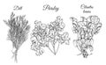 Collection of different bundles of herbs. Hand drawn ink sketch isolated on white background.