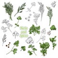 Collection of different bundles of herbs with leaves, spices. Hand drawn monochrome and colored sketch isolated on white backgroun