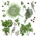 Collection of different bundles of herbs, spices and abstract spot. Hand drawn ink and colored sketch isolated on white background