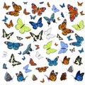 A collection of different butterflies flying and seated. Isolated on white background. Vector graphics