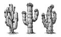 Collection different cacti. Desert plants set isolated on white background. Cactus vintage sketch vector Royalty Free Stock Photo