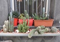 Collection of different cacti before a window in the streets of Naples Royalty Free Stock Photo