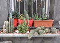 Collection of different cacti before a window in the streets of Naples