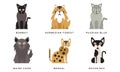 Collection of Different Cats Breeds, Bombay, Norwegian Forest, Russian Blue, Maine Coon, Bengal, Devon Rex, Scottish