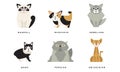 Collection of Different Cats Breeds, Manx, Persian, Abyssinian, Ragdoll, Munchkin, Nebelung Lovely Pets Animals Vector