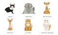 Collection of Different Cats Breeds, Manx, Persian, Abyssinian, Sphynx, La Perm, Turkish Angora Lovely Pets Animals