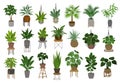 Collection of different decor house indoor garden plants in pots and stands