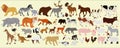 A collection of different farm animals, African and Australian