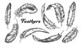 Collection of Different Feathers Set Ink Vector