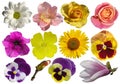 Collection of different flowers isolated on white background Royalty Free Stock Photo