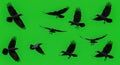 Collection of different flying black birds, including crows and ravens, on a green screen. Royalty Free Stock Photo