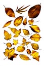 Collection of different golden leaves