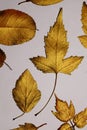 Collection of different golden leaves