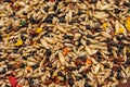 Bird food seeds mix in close op Royalty Free Stock Photo