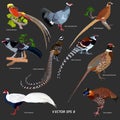 Collection of different kinds of pheasants on a dark gray background Royalty Free Stock Photo