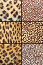 Collection of different leopard pelts Royalty Free Stock Photo