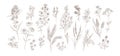 Collection of different medical herbs, treatment plant, meadow flowers in detailed realistic style. Set of hand drawn