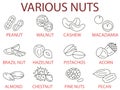 Collection of different nuts vector flat illustration. Concept of healthy eating. Various nuts Royalty Free Stock Photo