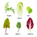 Collection of different plants arugula, witloof, corn, chard, spinach, radicchio Royalty Free Stock Photo