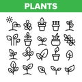 Collection Different Plants Sign Icons Set Vector