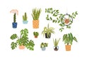 Collection of different potted plants in ceramic and glass pots vector flat illustration. Set of various houseplants