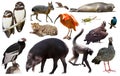 Fauna of South America isolated