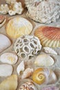 Seashell and coral collection on white sand Royalty Free Stock Photo