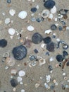 A collection of different seashells in the sand