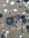 A collection of different seashells in the sand