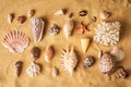 Collection of different seashells and starfish on sandy beach background Royalty Free Stock Photo