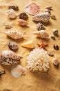 Collection of different seashells and starfish on sandy beach background Royalty Free Stock Photo