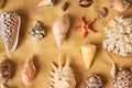 Collection of different seashells and starfish on sandy beach background Royalty Free Stock Photo