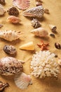 Collection of different seashells and starfish on sandy beach background Royalty Free Stock Photo