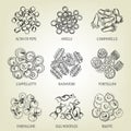 Collection of different sorts of macaroni. Realistic line art vector illustration with dough products.