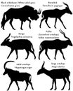 Collection of different species of antelopes in silhouette: black wildebeest white-tailed gnu, bontebok, bongo, addax screwhorn Royalty Free Stock Photo