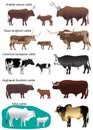 Collection of different species of cattle