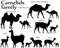 Collection of different species of mammals of camel family, adults and cubs, in silhouette: bactrian camel, arabian camel Royalty Free Stock Photo