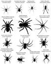 Collection of different species of spiders in silhouettes: southern black widow, australian black widow, mexican redknee tarantula Royalty Free Stock Photo