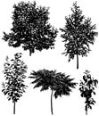 Collection of different species of trees: cherry, pear, plum, birch, sumac