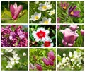 Collection of different spring flowers