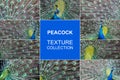 Collection of different textures of peacock feathers Royalty Free Stock Photo