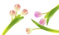 Collection of different tulips isolated