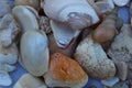 Collection of different type and colors of dead Seashells close view, selective focus. Royalty Free Stock Photo